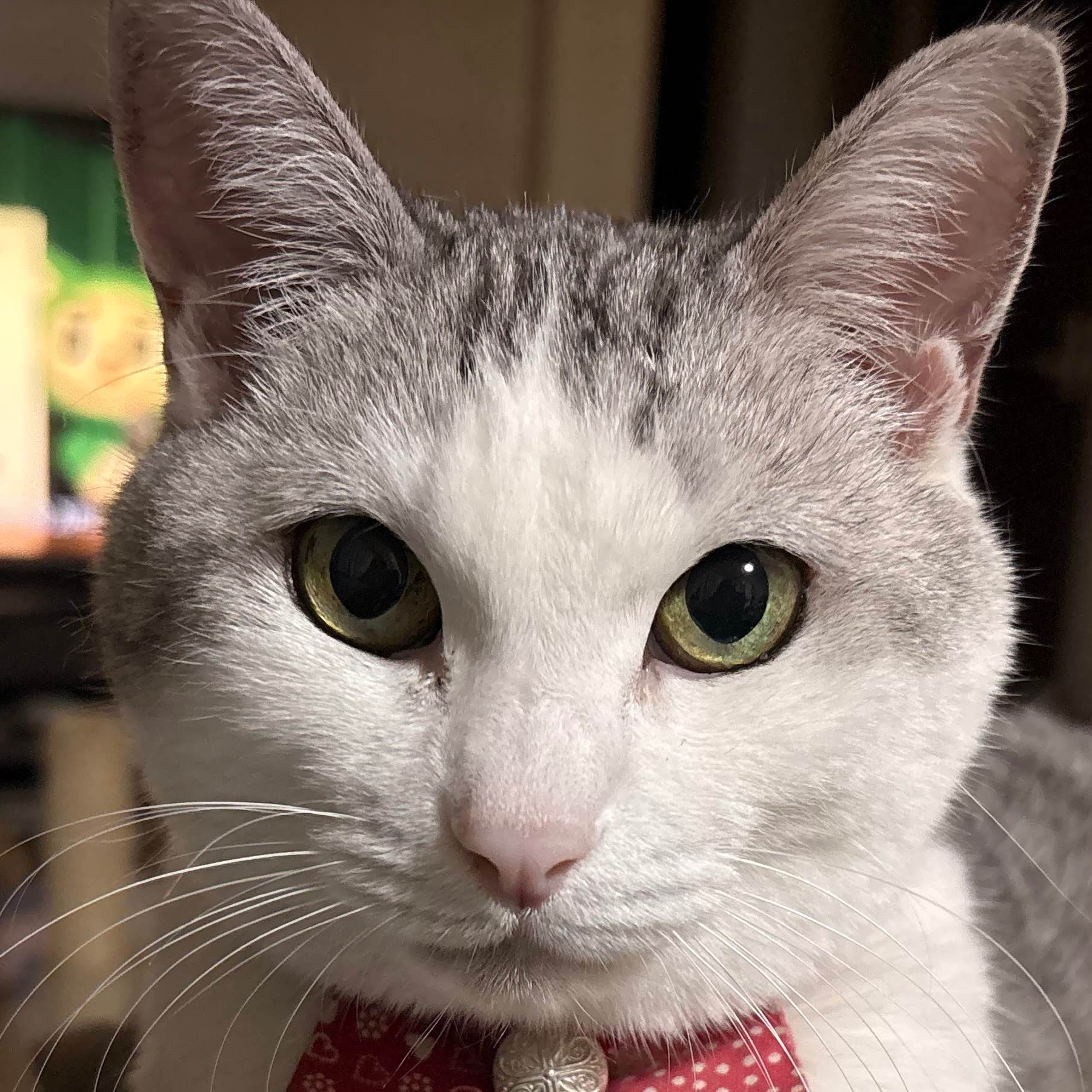 ねこみ